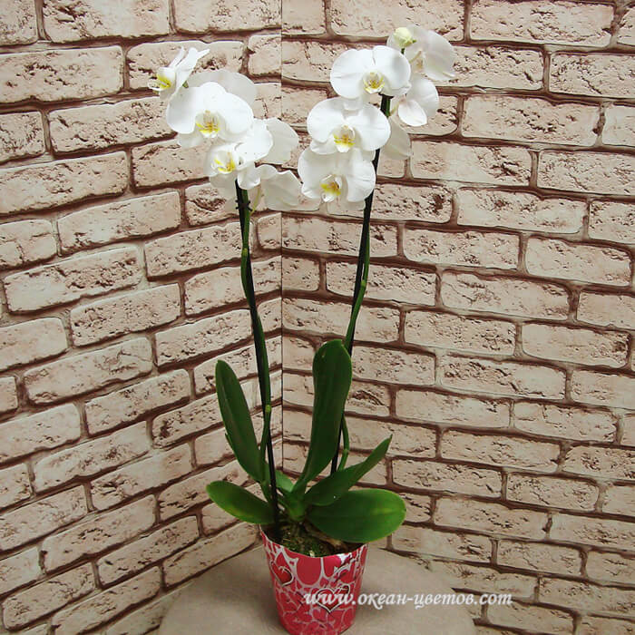 Орхидея цветы воронеж купить пион красная москва